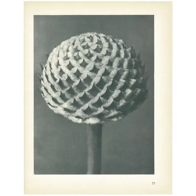 1928 Cephalaria by Karl Blossfeldt, Original Period Photogravure N77 For Sale In Dallas - Image 6 of 6