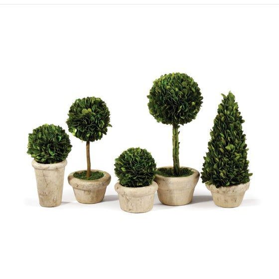 English Boxwood Topiaries in Pots - Set of 5 For Sale - Image 3 of 3