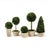 English Boxwood Topiaries in Pots - Set of 5 For Sale - Image 3 of 3