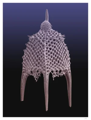 Fantasy Gasebo Radiolarian Photograph
