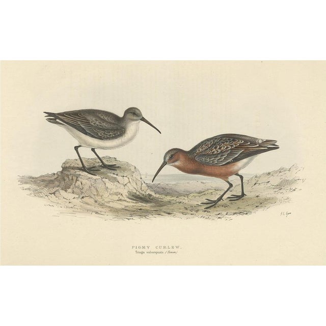 Early 19th Century Gould, Pygmy Curlew, 1832, Paper For Sale - Image 5 of 5