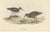 Early 19th Century Gould, Pygmy Curlew, 1832, Paper For Sale - Image 5 of 5
