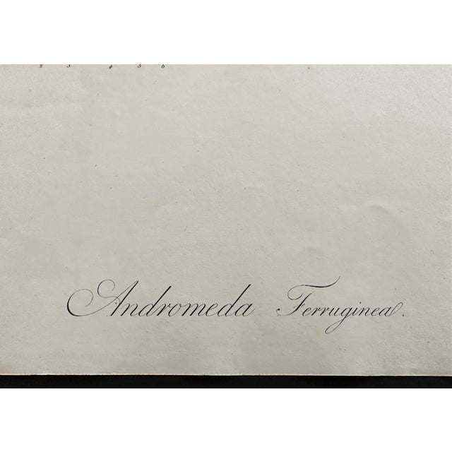 French Botanical Print 'Andromeda Ferrugineal' of Le Jardin De Malmaison, Pierre Joseph Redouté For Sale - Image 4 of 6