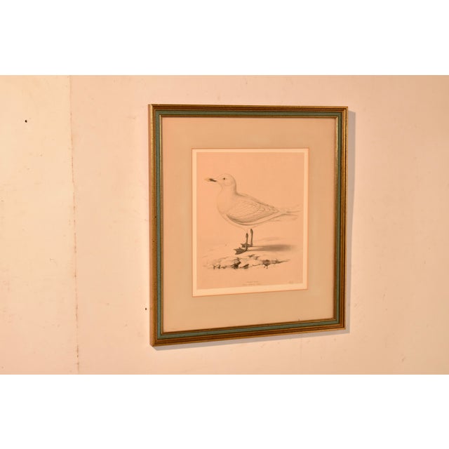 19th Century Framed Engraving of an Ivory Gull For Sale In Greensboro - Image 6 of 7