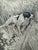 Original graphite pencil drawing by American artist and illustrator Theodore E. Schrock (1879–1952), depicting a bird dog...