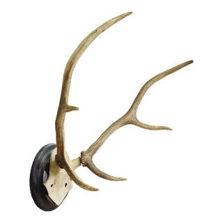 Big Black Forest Red Deer Trophy on Turned Plaque, Germany 1900s For Sale