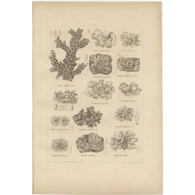 Otto Müller & G. Pabst, Botanical Prints, Germany, 1874, Lithographs on Paper, Set of 6 For Sale - Image 9 of 14