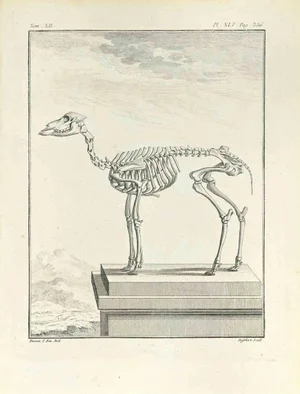 Antoine Defehrt, The Skeleton, Etching, 1771