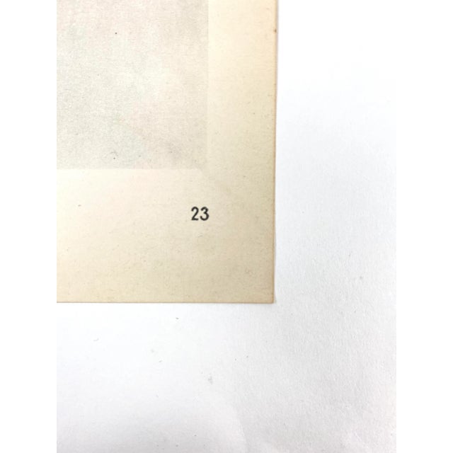 Exquisite Botanical photogravure from famed Urformen Der Kunst portfolio by Blossfeldt . Karl Blossfeldt (1865 - 1932) was...