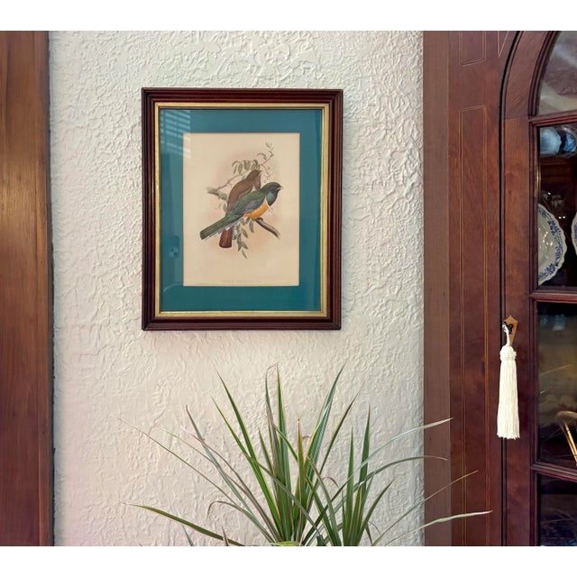 Antique original John Gould lithograph print, custom framed and matted. John Gould was a 19th century ornithologist and...