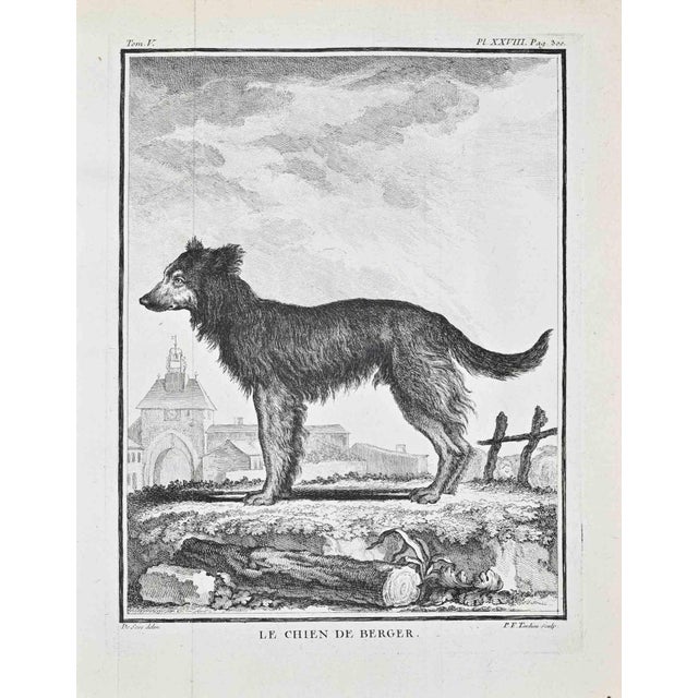 Plate from histoire naturelle, générale et particulière, tom. V, pl. Xxviii, p. 300. Paris, 1771. Etching and engraving on...
