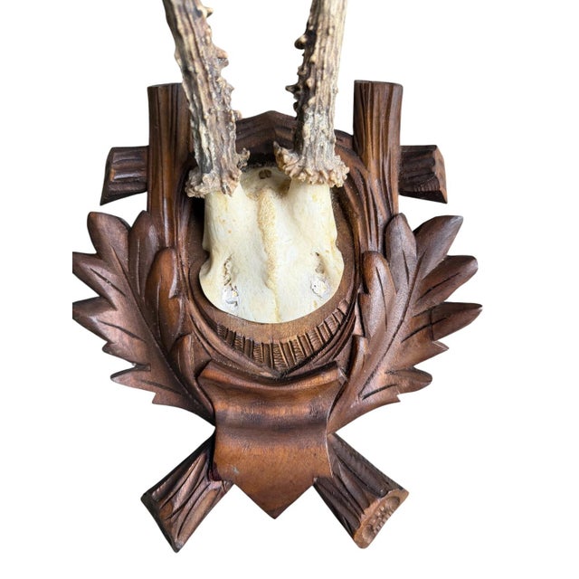 Roe Deer Trophy 185 Black Forest Antlers For Sale - Image 4 of 5