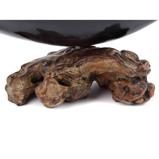 Natural Oversized Buffalo Horn Mounted on a Wooden Base Sculpture For Sale - Image 11 of 12