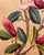 1940s 1940s Shirrell Graves Saucer Magnolia Painting For Sale - Image 5 of 7