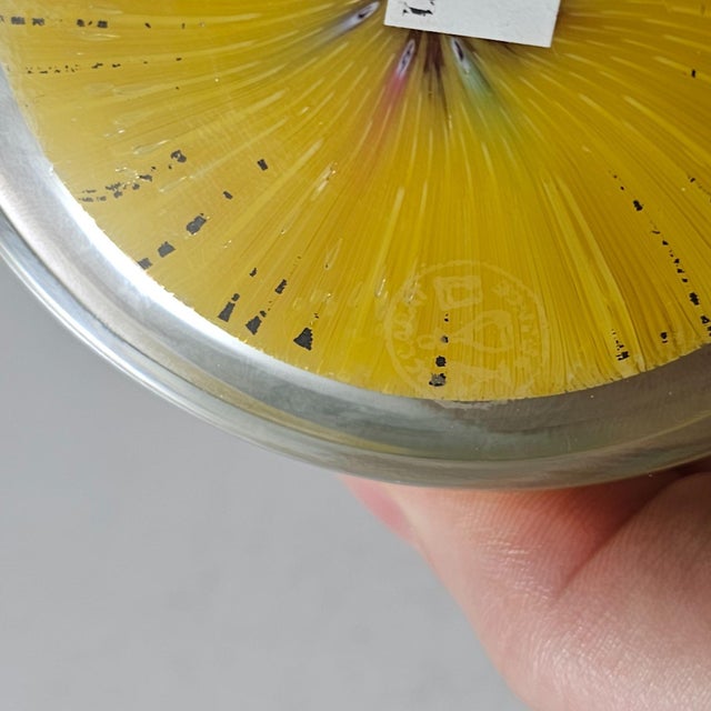 A rare Baccarat 1970 Millefiori Zodiac Carpet Gridel Paperweight with animal silhouettes. Comes in striking yellow color....