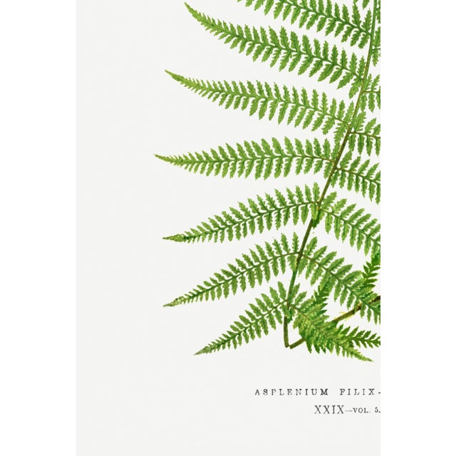 Fern Botanical Art Print – Feathery Green Frond Illustration, 36" X 54" For Sale In Buffalo - Image 6 of 8