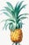 Vintage Pineapple Illustration, Botanical Art Print Reproduction, 24" X 36" For Sale In Buffalo - Image 6 of 10