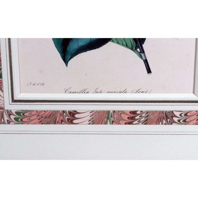 Antique Botanical Prints by Sir Joseph Paxton From the Magazine of Botany For Sale - Image 12 of 17