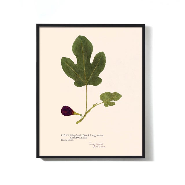 Antique Botanical Set in Oxblood - Set of 8 11" X 14" For Sale - Image 12 of 12