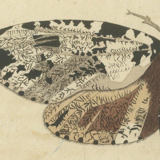 Bertuch, Two Large Exotic Moths, 1815, Print For Sale - Image 4 of 12