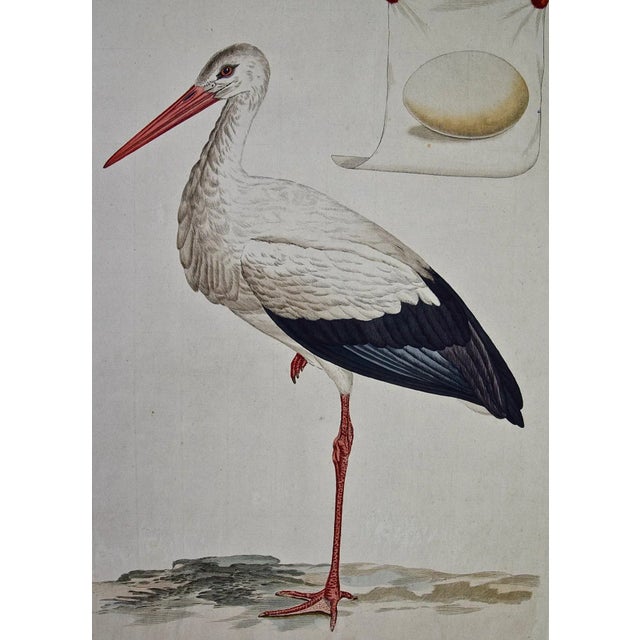 Figurative White Stork "Ardea Ciconia": An 18th Century Hand-Colored Engraving by Nozeman, 1789 For Sale - Image 3 of 5