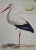 Figurative White Stork "Ardea Ciconia": An 18th Century Hand-Colored Engraving by Nozeman, 1789 For Sale - Image 3 of 5