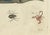 Paper Bertuch, Tarantula, Spiders and Scorpions, 1790, Engraving For Sale - Image 7 of 10