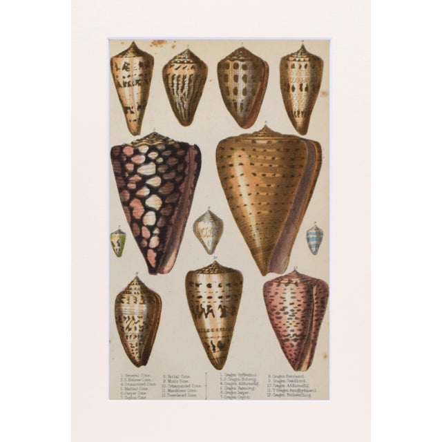 Traditional 19th Century Antique Sea Shell Engraving by Goldsmith For Sale - Image 3 of 5