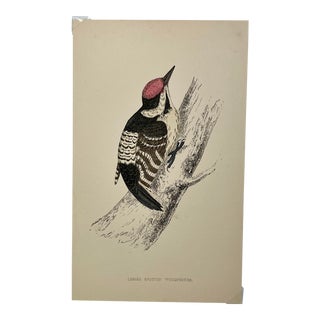 Antique Hand Tinted Bird Print From England Featuring a Black , Brown & Red Lesser Spotted Woodpecker- Circa 1880 For Sale