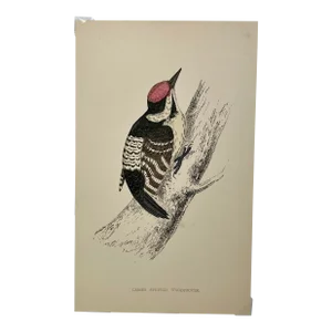 Antique Hand Tinted Bird Print From England Featuring a Black , Brown & Red Lesser Spotted Woodpecker- Circa 1880