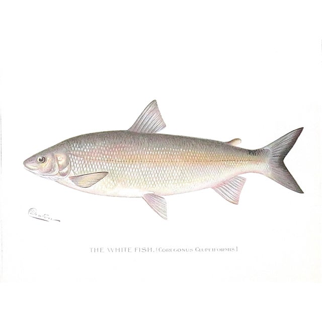 Early 20th Century Set of 4 Original Antique Denton Framed Fish Prints C. 1900 For Sale - Image 5 of 7