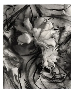 Lily in Charcoal no.3 Abstract Expressionism Photography Edition of 10 2023