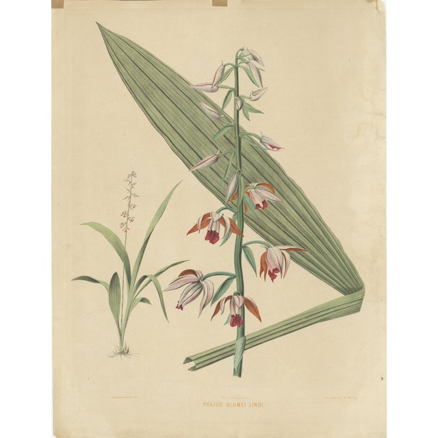 Botanical Illustration, 1854, Paper For Sale