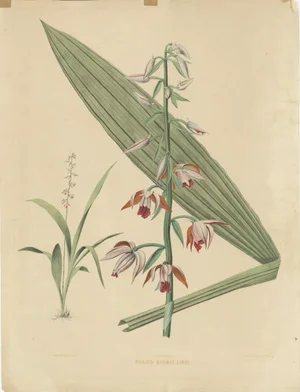 Botanical Illustration, 1854, Paper