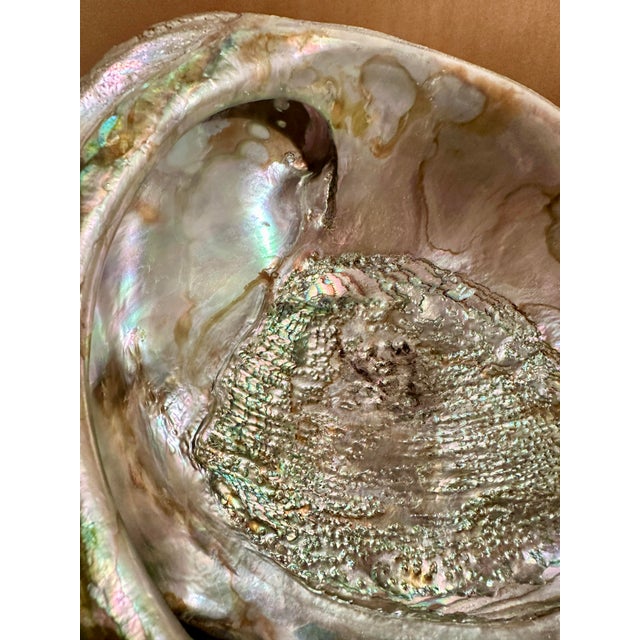 Rustic 1980s Giant Abalone Shell For Sale - Image 3 of 4