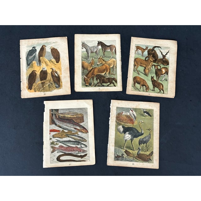 Removed from a damaged circa 1875 edition of Buffon's Natural History, this set of five small animal and bird art prints...