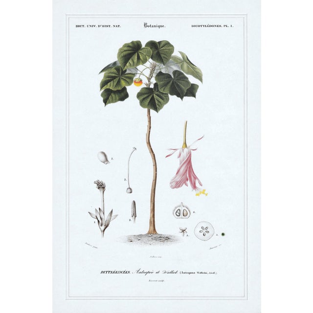 Antique French Botanical Engravings, Set of 3 – 1840s Hand-Colored Prints in Gilt Rope Frames For Sale In West Palm - Image 6 of 17