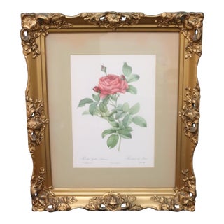 Mid 20th Century Large Framed Pierre-Joseph Redouté "Rosa Gallica Pontiana" Botanical Reproduction Print For Sale