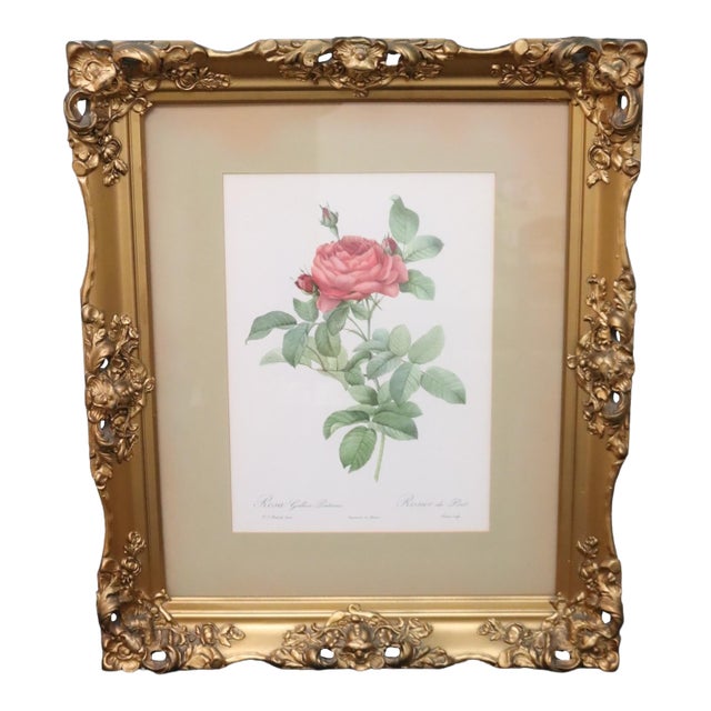 Mid 20th Century Large Framed Pierre-Joseph Redouté "Rosa Gallica Pontiana" Botanical Reproduction Print For Sale