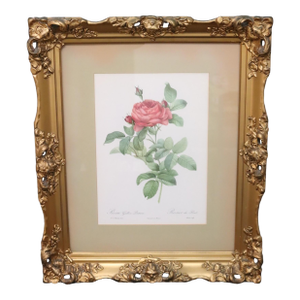 Mid 20th Century Large Framed Pierre-Joseph Redouté "Rosa Gallica Pontiana" Botanical Reproduction Print