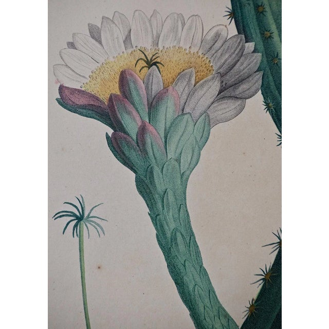Pierre-Joseph RedoutéRedoute Hand-colored Engraving of Cactus Flowers "Cactus Peruvianus Cierge", 1799 For Sale - Image 4 of 7