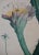 Pierre-Joseph RedoutéRedoute Hand-colored Engraving of Cactus Flowers "Cactus Peruvianus Cierge", 1799 For Sale - Image 4 of 7