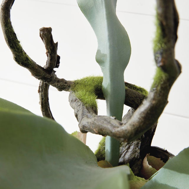 Staghorn Fern Drop-In 22" For Sale In Chicago - Image 6 of 8