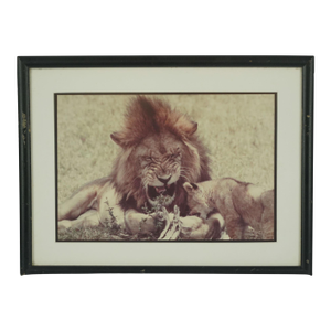 Framed Lion & Cub Photograph