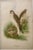 American Antique Original Color Lithograph of a Marsh Hawk Published Ny 1889 For Sale - Image 3 of 7