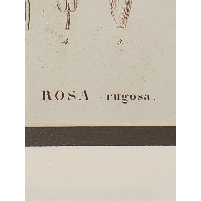 Vintage Botanical Prints-a Pair For Sale - Image 11 of 12