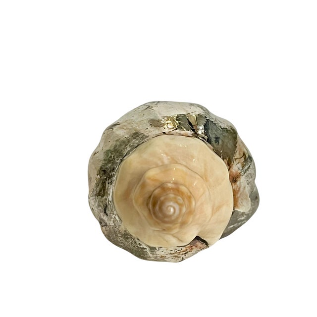 Vintage Partially Silvered Conch Shell in the Style of Bucellati For Sale - Image 9 of 15