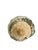 Vintage Partially Silvered Conch Shell in the Style of Bucellati For Sale - Image 9 of 15