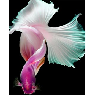 "Betta Fish 343" Original Color Photograph of a Male Fish by Michael Filonow For Sale