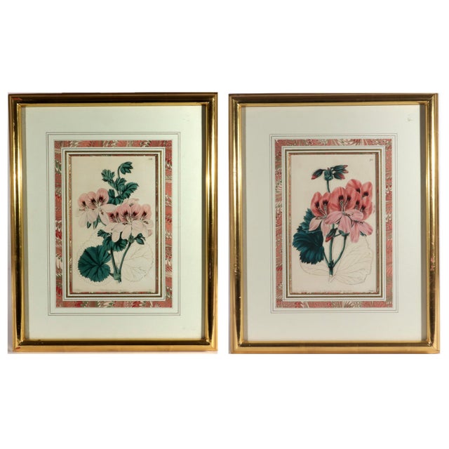 Antique Botanical Prints of Geranium by Robert Sweet For Sale - Image 18 of 18